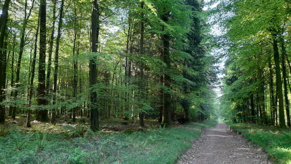 Nice route through wooded areas Nice route through wooded areas
