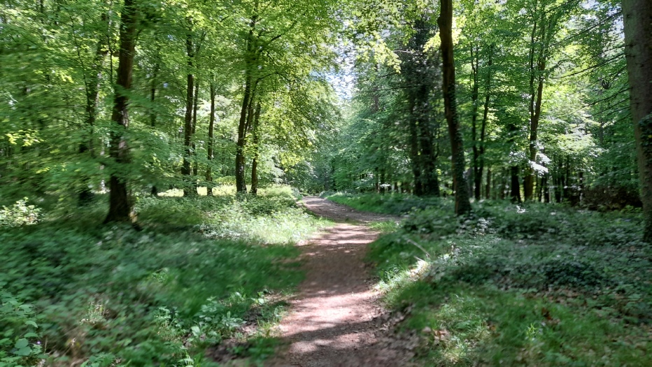 Another nice route through South Downs woodland Another nice route through South Downs woodland